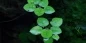Preview: Limnobium laevigatum 1-2-Grow! In Vitro Tropica